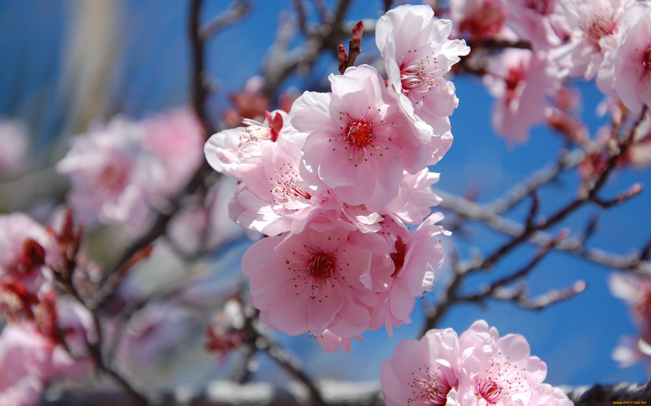 Сакура цветет в Крыму